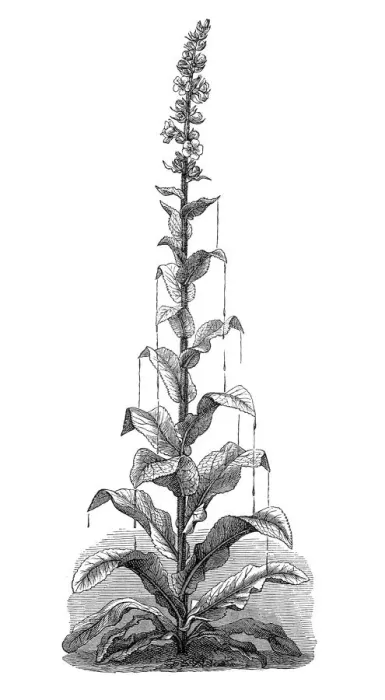 Framed Print : Primrose, Oenothera, Mudwort, Mullein (Verbascum) Framed Print : Primrose, Oenothera, Mudwort, Mullein (Verbascum)