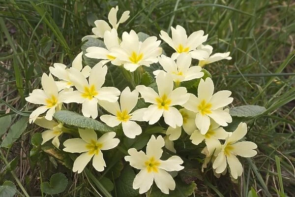 Primrose -Primula acaulis-, Burgenland, Austria