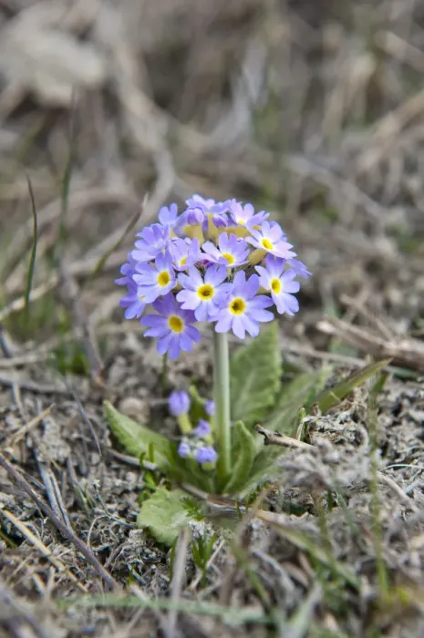 Framed Print : Primrose -Primula-, Upper Mustang, Lo, Nepal