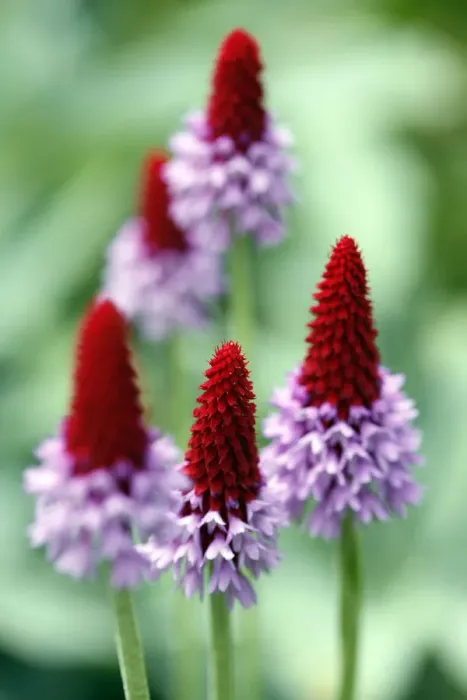Framed Print : Primula vialli Framed Print : Primula vialli