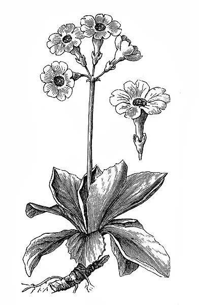Primula auricula (auricula, mountain cowslip)