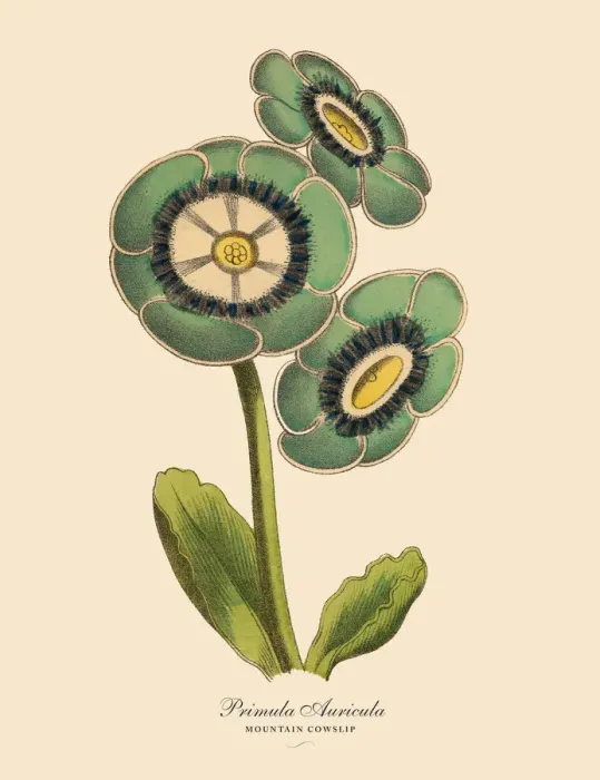 Framed Print : Primula Auricula or Mountain Cowslip Plant, Victorian Botanical Illustration Framed Print : Primula Auricula or Mountain Cowslip Plant, Victorian Botanical Illustration
