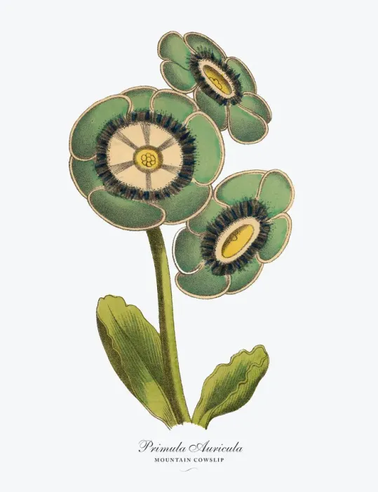 Framed Print : Primula Auricula or Mountain Cowslip Plant, Victorian Botanical Illustration Framed Print : Primula Auricula or Mountain Cowslip Plant, Victorian Botanical Illustration