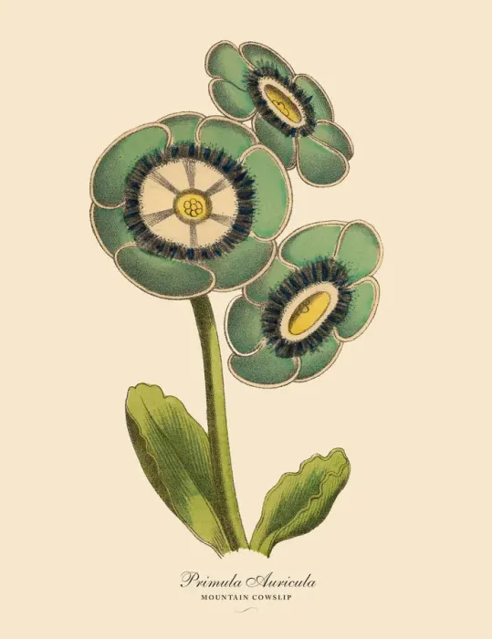 Framed Print : Primula Auricula or Mountain Cowslip Plant, Victorian Botanical Illustration Framed Print : Primula Auricula or Mountain Cowslip Plant, Victorian Botanical Illustration