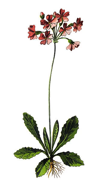 Primula farinosa, the bird s-eye primrose