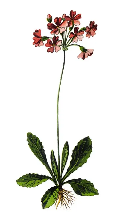Framed Print : Primula farinosa, the bird s-eye primrose
