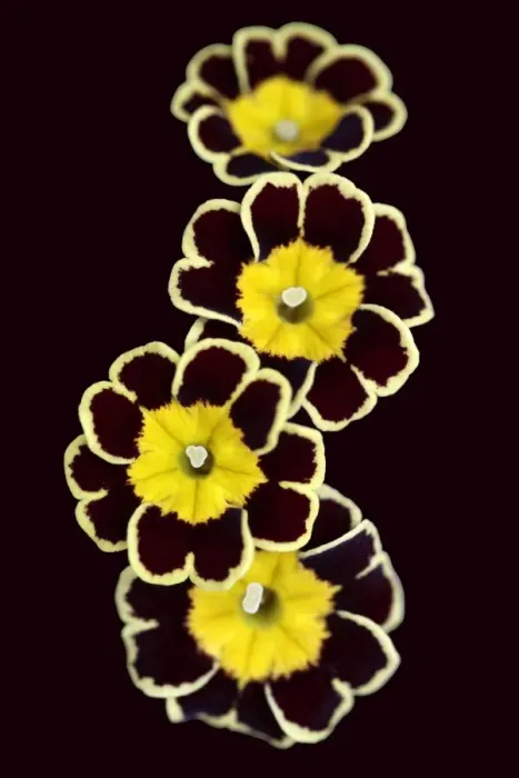 Framed Print : Primula Gold Lace Framed Print : Primula Gold Lace