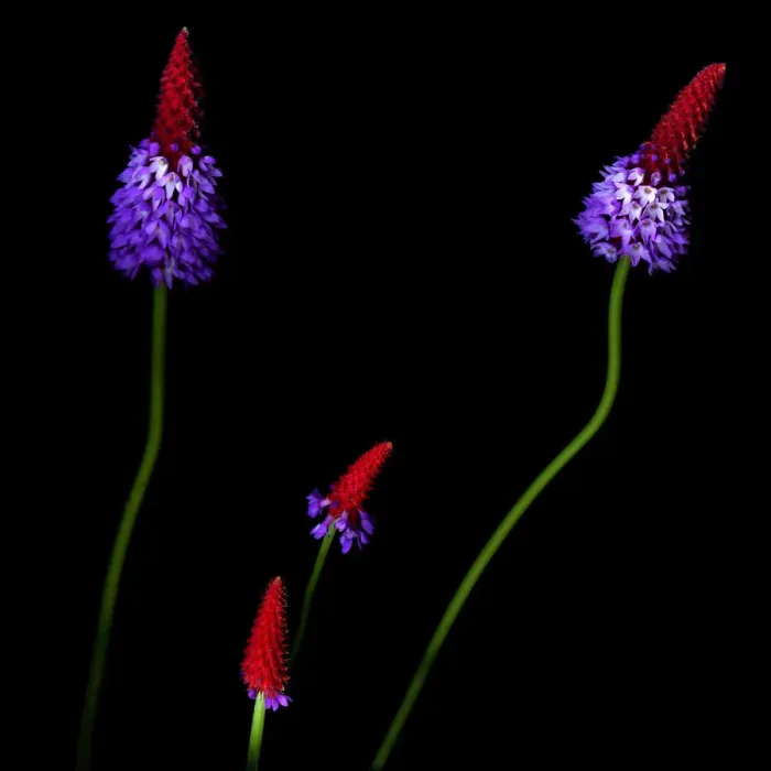 Framed Print : Primula vialii Framed Print : Primula vialii