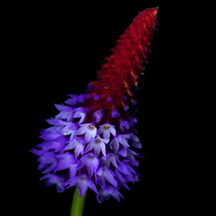 Framed Print : Primula vialii Framed Print : Primula vialii