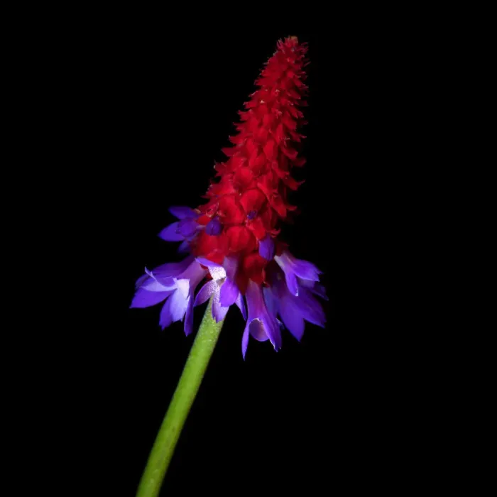 Framed Print : Primula vialii Framed Print : Primula vialii
