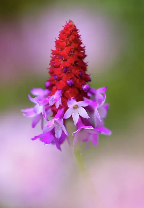 Framed Print : Primula Vialii