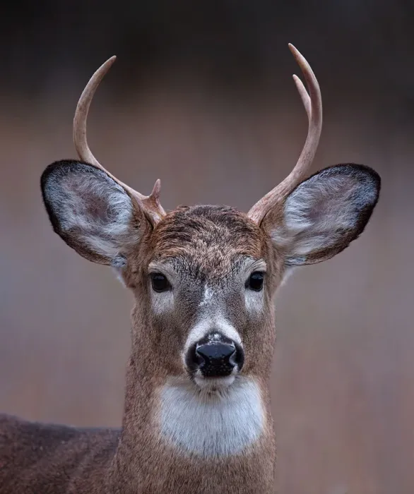 Framed Print : Prince - White-tailed deer Framed Print : Prince - White-tailed deer