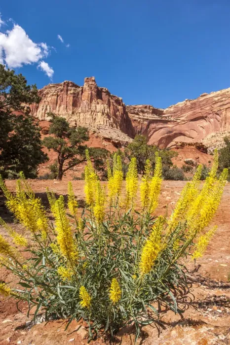 Framed Print : Princes plume (Stanleya pinnata) wild flowers, Capitol Reef National Park, Utah, USA Framed Print : Princes plume (Stanleya pinnata) wild flowers, Capitol Reef National Park, Utah, USA