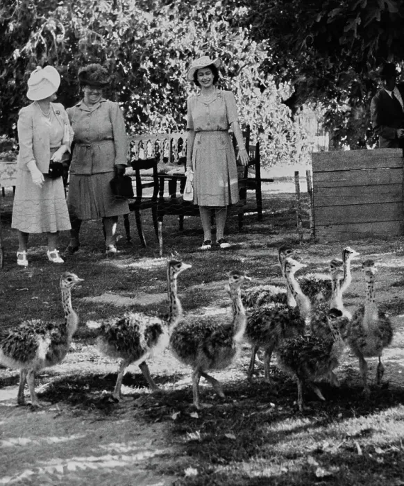 Framed Print : Princess Elizabeth Visiting Ostrich Farm Framed Print : Princess Elizabeth Visiting Ostrich Farm