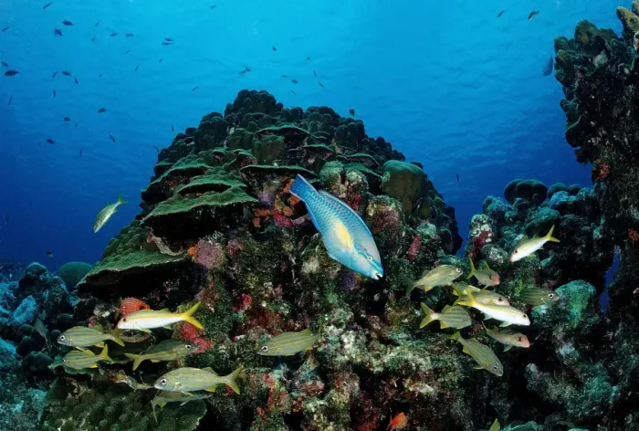 Framed Print : Princess Parrotfish (Scarus taeniopterus) swimming in between Smallmouth Grunts (Haemulon chryargyreum), Cuba, Caribbean Sea