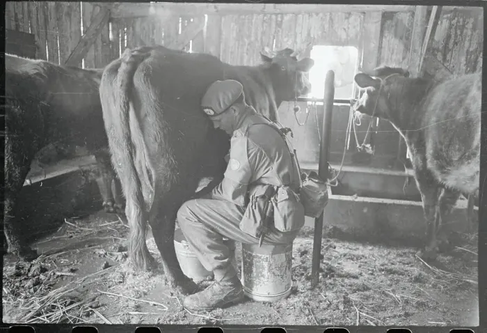 Framed Print : Private Milking Cow Framed Print : Private Milking Cow