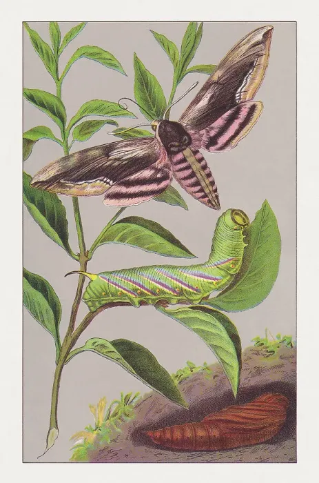 Framed Print : Privet hawk moth (Sphinx ligustri), chromolithograph, published in 1891 Framed Print : Privet hawk moth (Sphinx ligustri), chromolithograph, published in 1891