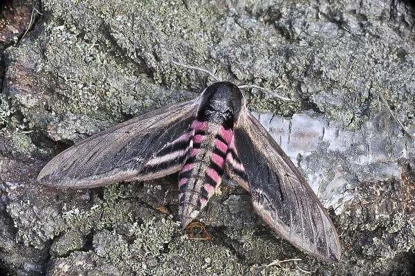 Privet Hawk Moth -Sphinx ligustri-, Mala Fatra, Slovakia
