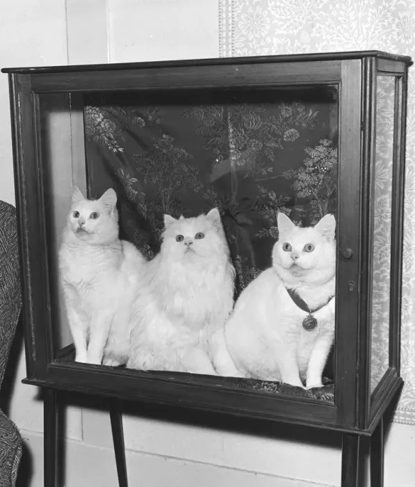 Framed Print : Prize Cats Framed Print : Prize Cats
