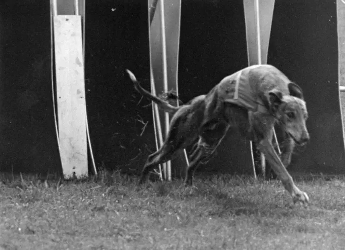 Framed Print : Prize Dog; Priceless Border Takes His Last Gallop