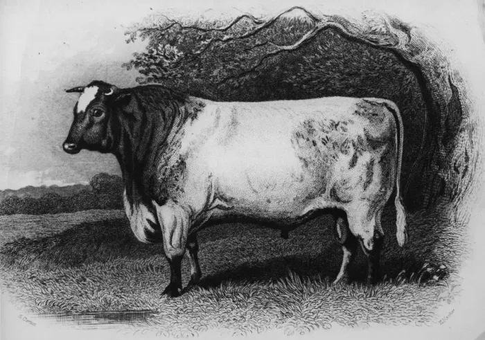 Framed Print : Prize Shorthorn Framed Print : Prize Shorthorn