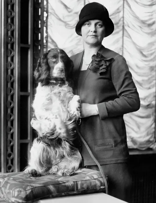 Framed Print : Prize Spaniel at American Spaniel Club Show Framed Print : Prize Spaniel at American Spaniel Club Show