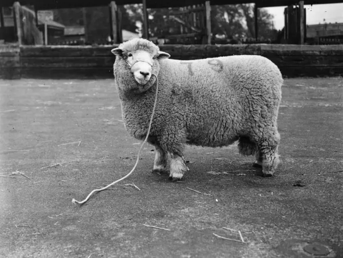 Framed Print : Prizewinning Ram Framed Print : Prizewinning Ram