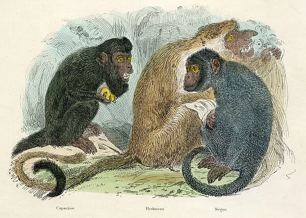 Proboscis and capuchin monkeys engraving 1893
