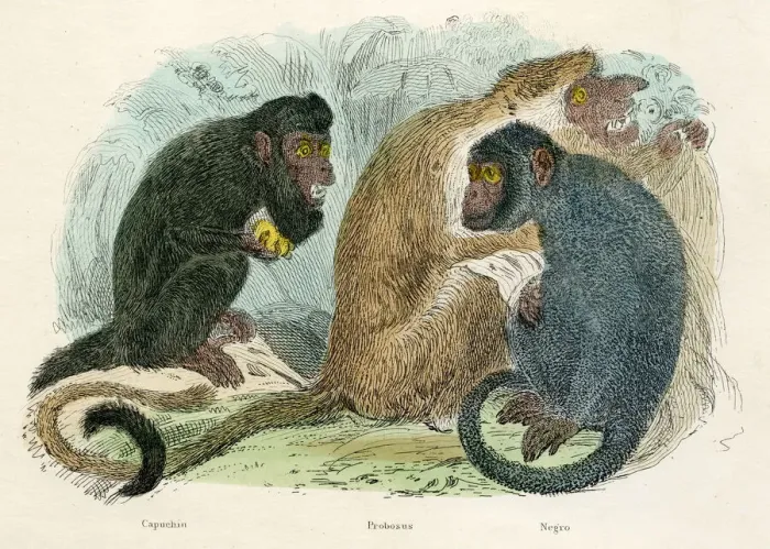 Framed Print : Proboscis and capuchin monkeys engraving 1893 Framed Print : Proboscis and capuchin monkeys engraving 1893