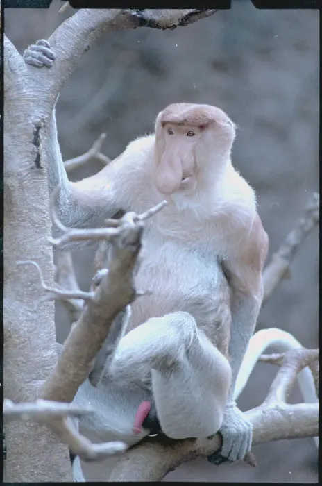 Framed Print : Proboscis Monkey at Bronx Zoo Framed Print : Proboscis Monkey at Bronx Zoo