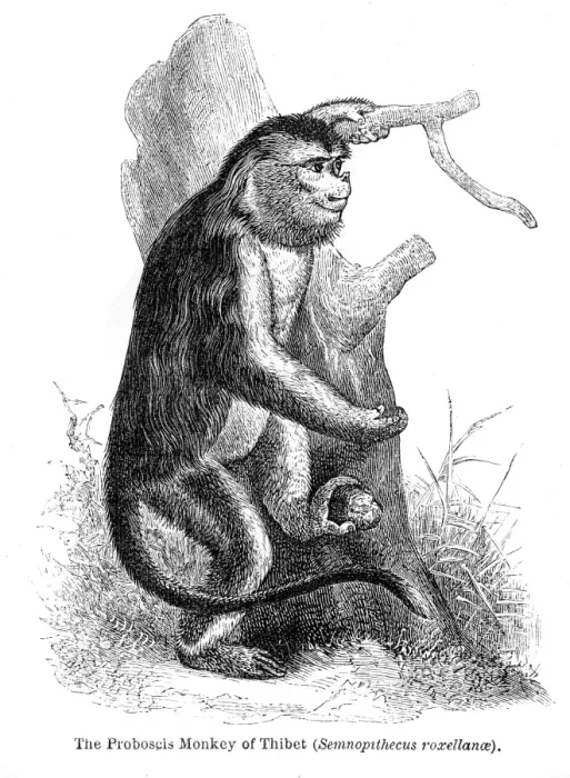 Framed Print : Proboscis monkey engraving 1878 Framed Print : Proboscis monkey engraving 1878