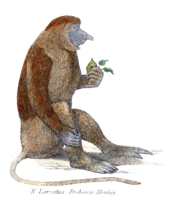 Framed Print : Proboscis monkey illustration 1803