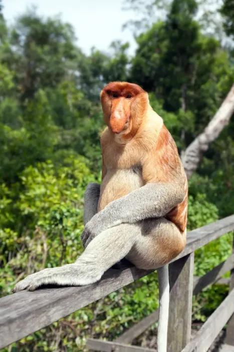 Framed Print : Proboscis monkey, Sabah, Borneo, Malaysia