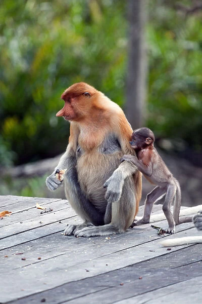 Proboscis monkeys : mom and child. Sabah, Borneo, Malaysia