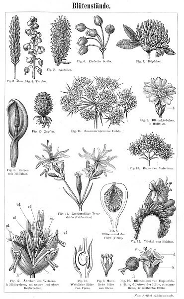 The process of flowering engraving 1895