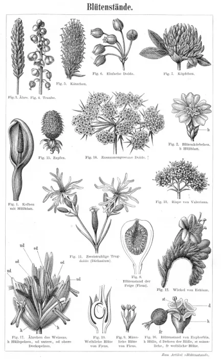 Framed Print : The process of flowering engraving 1895 Framed Print : The process of flowering engraving 1895