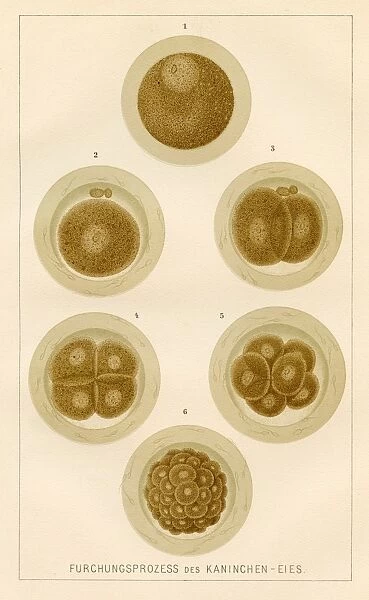 Process of the rabbit egg anatomy engraving 1857