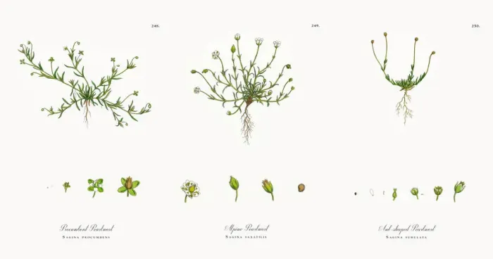 Framed Print : Procumbent Pearlwort, Sagina procumbens, Victorian Botanical Illustration, 1863