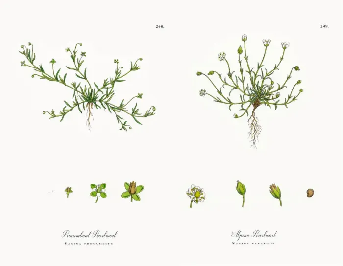 Framed Print : Procumbent Pearlwort, Sagina procumbens, Victorian Botanical Illustration, 1863 Framed Print : Procumbent Pearlwort, Sagina procumbens, Victorian Botanical Illustration, 1863