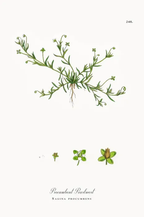 Framed Print : Procumbent Pearlwort, Sagina procumbens, Victorian Botanical Illustration, 1863 Framed Print : Procumbent Pearlwort, Sagina procumbens, Victorian Botanical Illustration, 1863