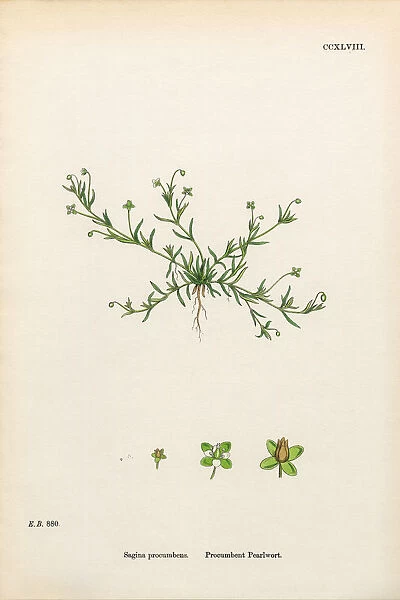Procumbent Pearlwort, Sagina procumbens, Victorian Botanical Illustration, 1863