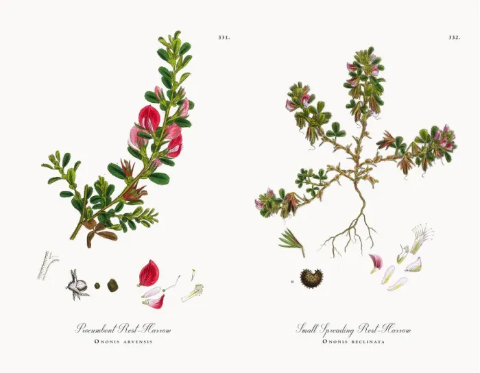 Framed Print : Procumbent Rest-Harrow, Ononis arvensis, Victorian Botanical Illustration, 1863 Framed Print : Procumbent Rest-Harrow, Ononis arvensis, Victorian Botanical Illustration, 1863
