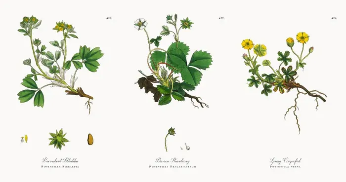 Framed Print : Procumbent Sibbaldia, Potentilla Sibbaldia, Victorian Botanical Illustration, 1863 Framed Print : Procumbent Sibbaldia, Potentilla Sibbaldia, Victorian Botanical Illustration, 1863