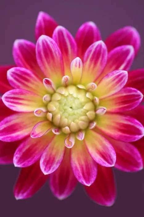 Framed Print : Procyon. Dahlia Procyon Framed Print : Procyon. Dahlia Procyon
