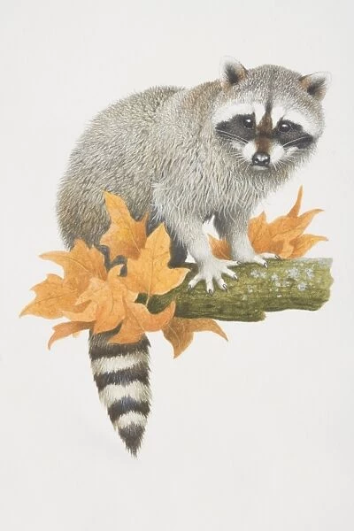 Procyon lotor, Raccoon perched on tree branch