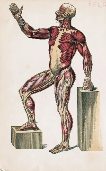 Framed Print : Profile of Medical Diagram on Man's Body Framed Print : Profile of Medical Diagram on Man's Body