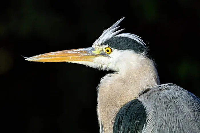 Framed Print : Profile portrait of a heron on black Framed Print : Profile portrait of a heron on black