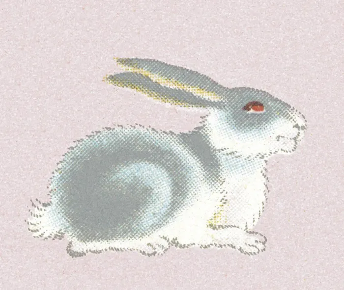 Framed Print : Profile of a Rabbit Framed Print : Profile of a Rabbit