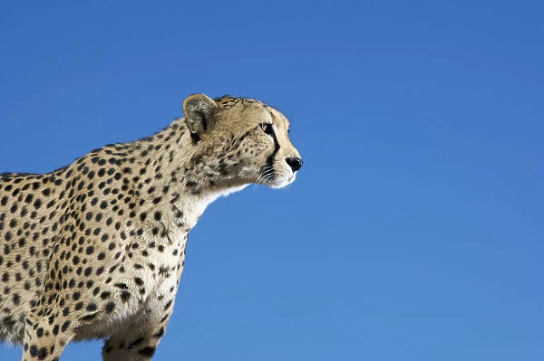 Profile view of a cheetah (Acinonyx jubatus), (Acinonyx jubatus)