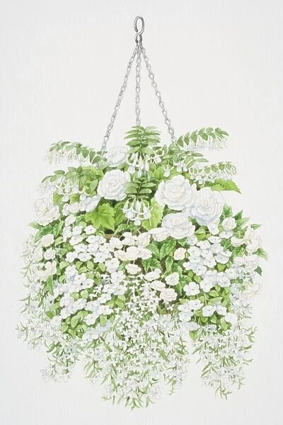 Profusion of white flowers tumbling from hanging basket, from top to bottom, bell-shaped flowers of Fuchsia, large white flowers of Begonia, small round flowers of Impatiens or Busy Lizzie and tiny flowers of Lobelia